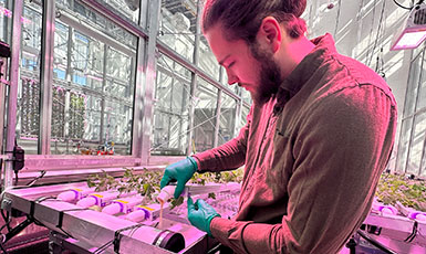 man working with plants in a greenhouse