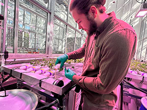 man working with plants in a greenhouse