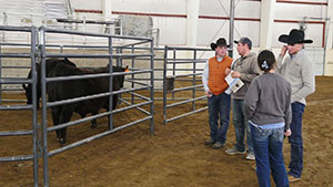 people looking at bulls in a pen