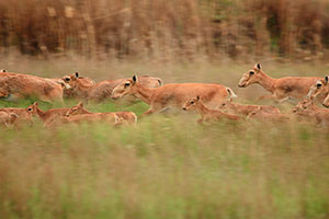 herd of saiga antelope in tall grass