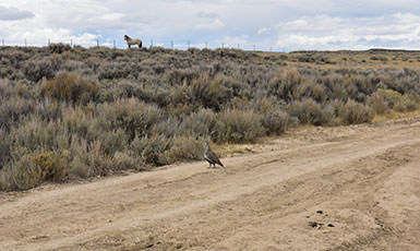 grouse on a dirt road with a horse far in the background