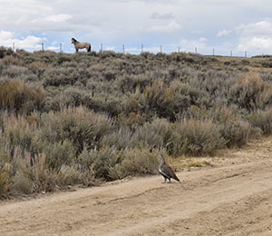 sage grouse on a dirt road with a horse far in the background