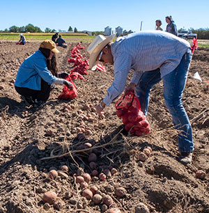 people putting potatoes into bags in the field