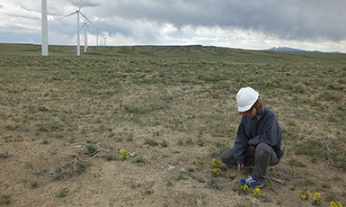 person looking at flowering plants near wind turbines