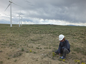 person looking at flowering plants on the prairie beside wind turbines