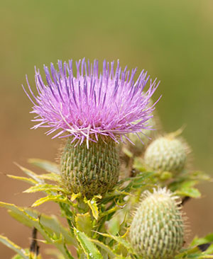 photo of a thistle flower