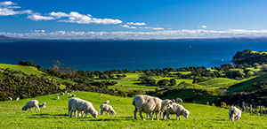 sheep grazing on a hill overlooking a large body of water
