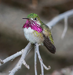 hummingbird with green back, white belly and brilliant magenta neck feathers sitting on a brance