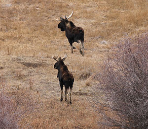 two moose in a brown meadow