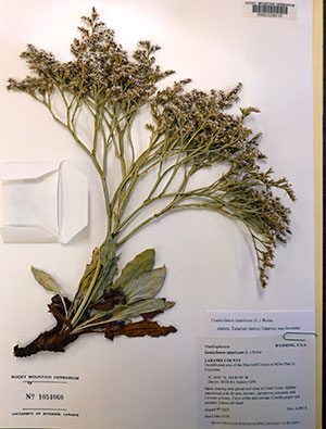 pressed and mounted sample of a weed