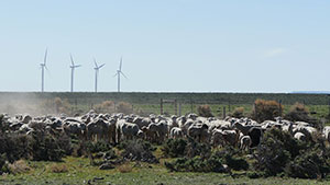 herd of sheep with wind turbines in the background