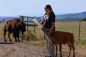 man bottle feeding a bison calf