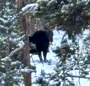 moose half-hidden by trees