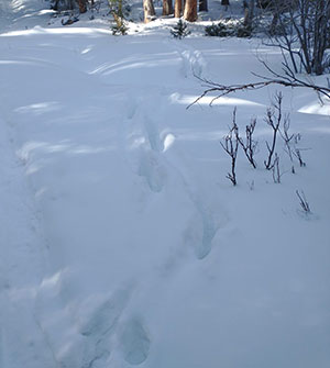 large tracks in snow