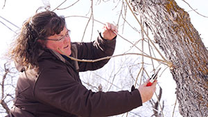 person pruning a tree