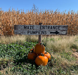 pumpkins heaped at the base of a sign indicating a pumpkin maze