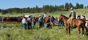 people standing and on horses looking at a corral of cattle