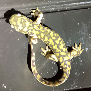 a yellow and black salamander seen from above