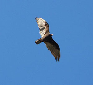 vulture flying in a blue sky