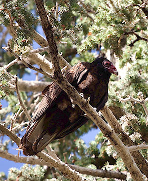 vulture in an evergreen tree