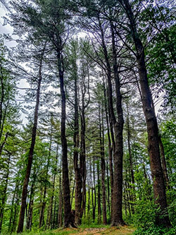 tall trees in a forest, looking up from the ground to the sky