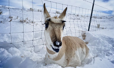 pronghorn in the snow beside a fence
