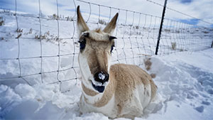 pronghorn in the snow by a fence
