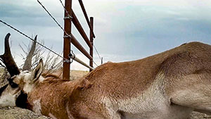 pronghorn going under a fence