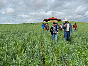 people walking through a green field