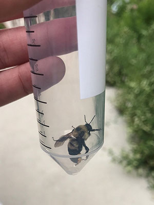 bee in a container