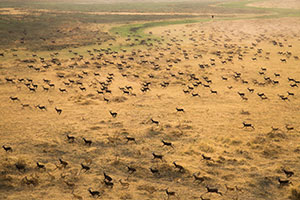overhead view of many antelope on a plains area