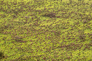 overhead view of many, many animals on a green grassy area