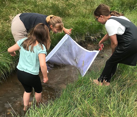 people using a bug net in a tiny creek