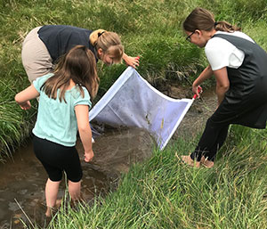 people using a bug net in a small creek