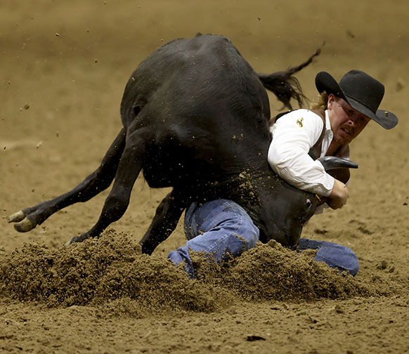 man wrestling a steer