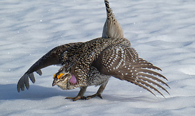 grouse in the snow