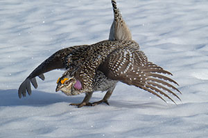 grouse in the snow