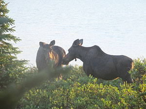 two moose in the brush by a lake