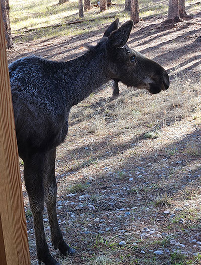 young moose partly behind a tree