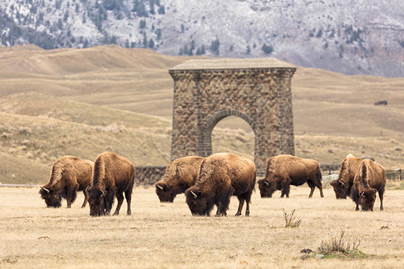 bison grazing in front of a stone arch