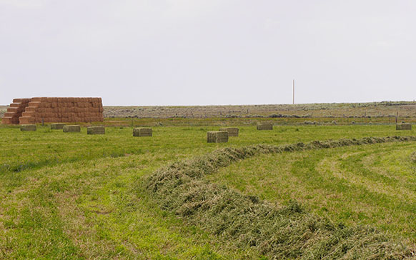 field of baled hay