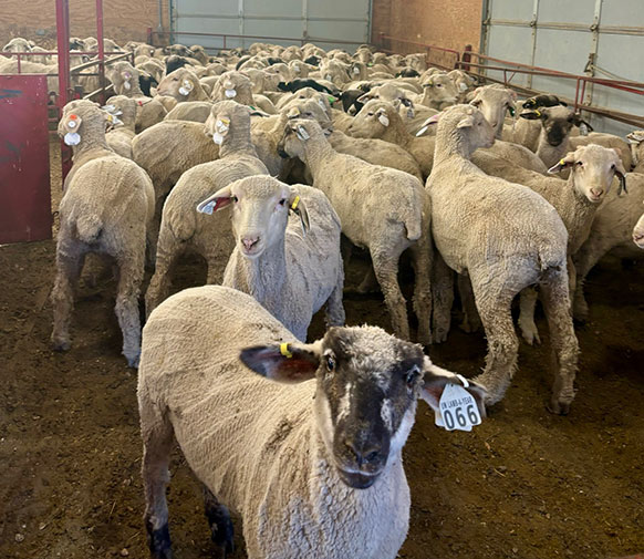 lambs in a pen