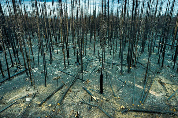 burned, blackened tree trunks rising from a bare forest floor