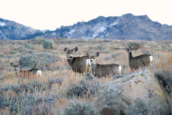 mule deer in sagebrush
