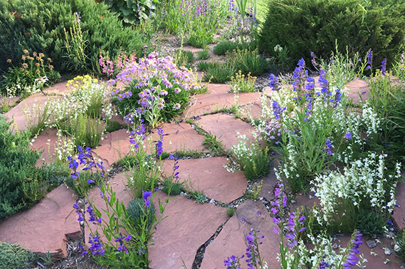 stone path with flowers growing in between the stones