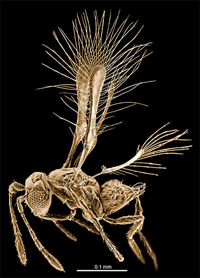 bug skeleton against a black background