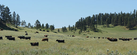 cattle in a field
