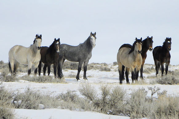 horses on snowy plains with sagebrush