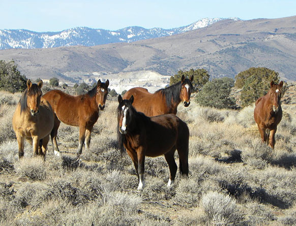 horses on a sagebrush-covered hillside