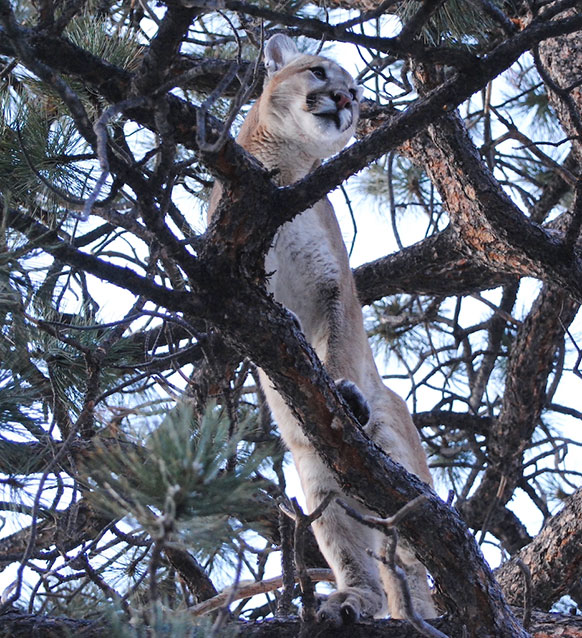 mountain lion in a tree